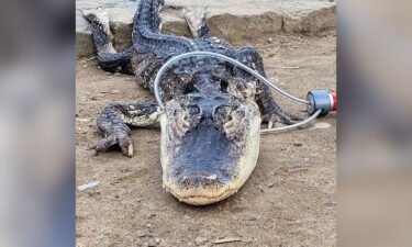 Workers from the New York City Department of Parks got a scaly surprise on Sunday when they discovered and rescued an alligator in a Brooklyn park