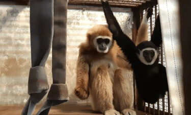 Gibbon gives birth at the Kujukushima Zoo.