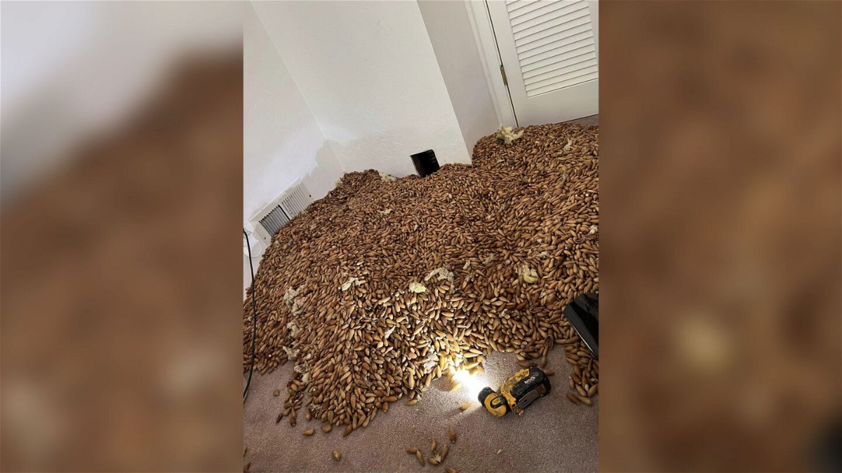 <i>Courtesy Nick Castro</i><br/>Pest control company owner Nick Castro estimates there were at least 700 pounds of acorns in the home's walls