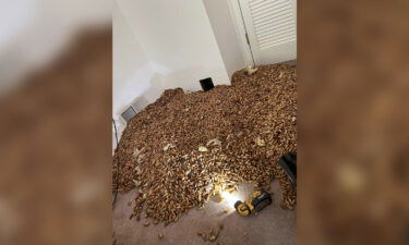 Pest control company owner Nick Castro estimates there were at least 700 pounds of acorns in the home's walls