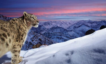 A spectacular image of a snow leopard gazing out across mountains in India has been voted the winner of this year's Wildlife Photographer of the Year People's Choice Award.