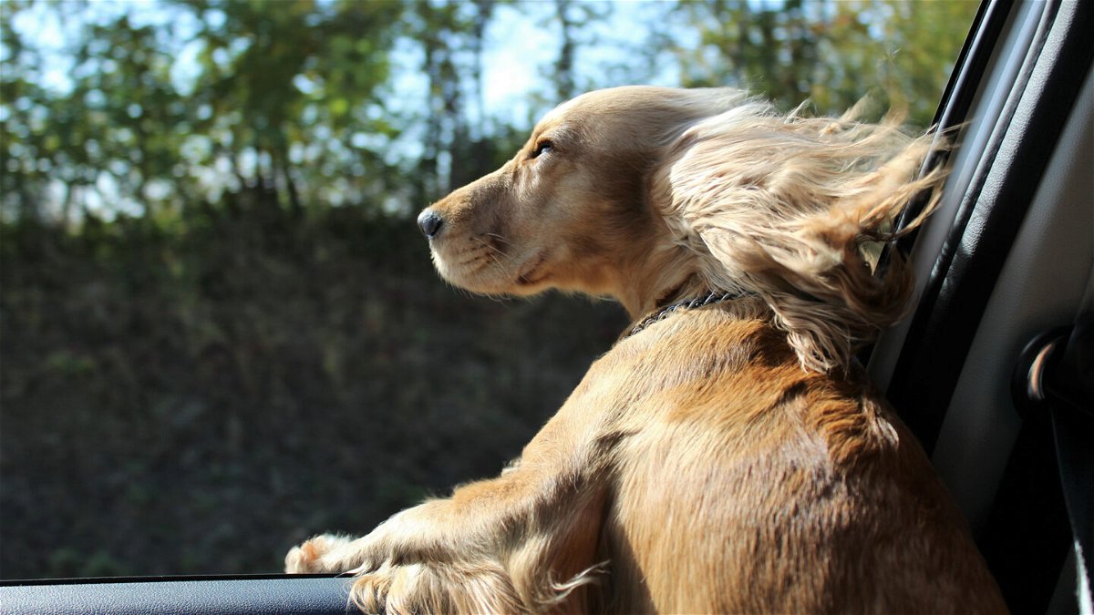 Florida animal welfare bill would ban dogs from sticking heads out car  window - ABC17NEWS