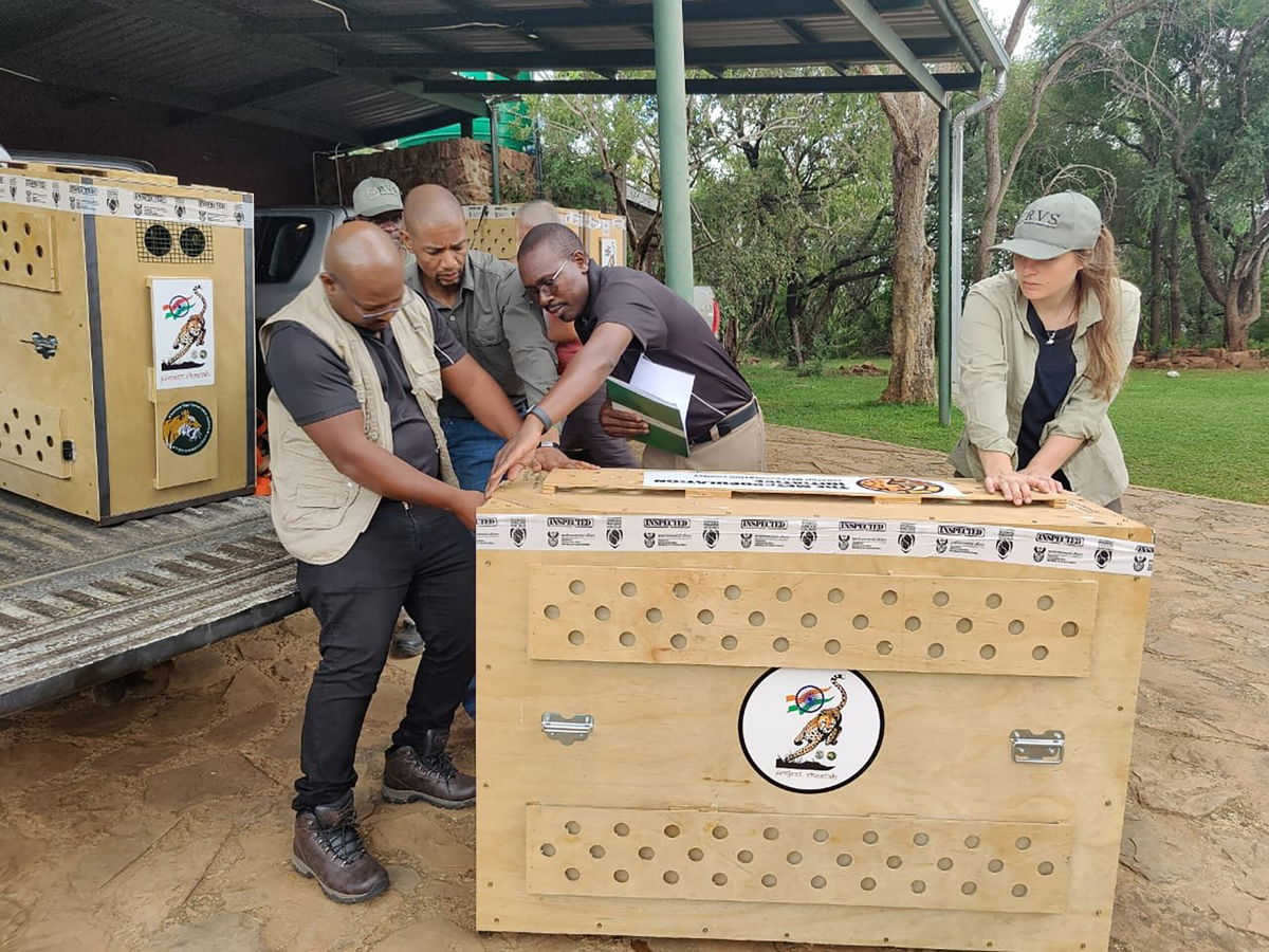 <i>Indian Government</i><br/>The cheetahs will join eight cheetahs that were also relocated from Namibia at the Kuno National Park.