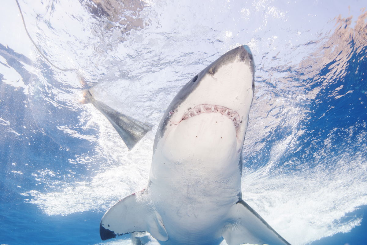 Mexico bans shark tourism at great white hotspot ABC17NEWS