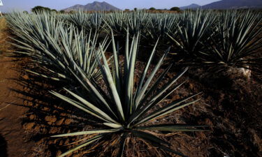 Agave plants on the outskirts of the municipality of Tequila