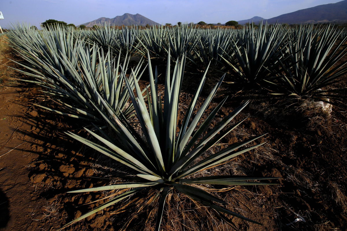 <i>Ulises Ruiz/AFP/Getty Images</i><br/>Agave plants on the outskirts of the municipality of Tequila