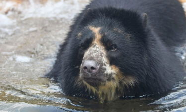 Andean bear Ben escaped his enclosure at Saint Louis Zoo for a second time this month.