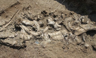 Fossil hippo skeleton and stone tools are shown in July 2016 at the Nyayanga site in Kenya.