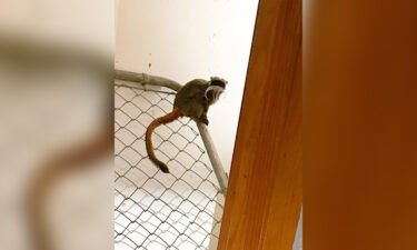 One of the two emperor tamarin monkeys found Tuesday sits in a closet in a home near Dallas.