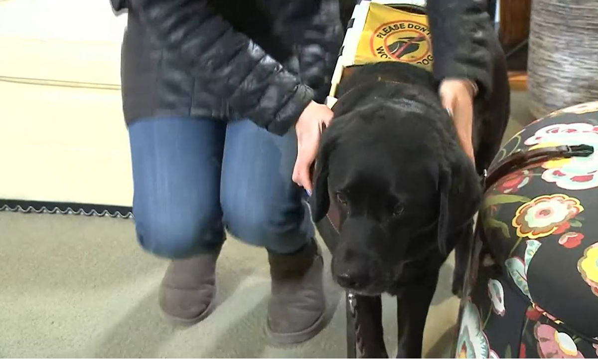 <i></i><br/>Annie Donnell says one of the biggest school districts in Missouri discriminated against her by not allowing her to take her service dog Hikari to her new job in a school.