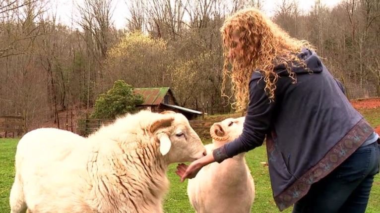 Praying for a miracle:' Non-profit sanctuary for farm animals faces  foreclosure - ABC17NEWS