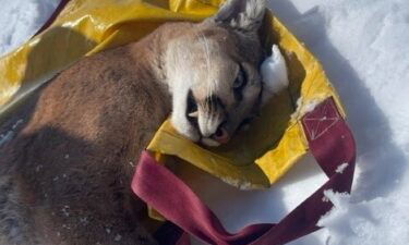 Photo of female mountain lion after she was captured and tranquilized.