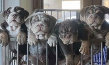 13 Investigates reveals a case where French and American bulldogs bred in Las Vegas were listed online for $10