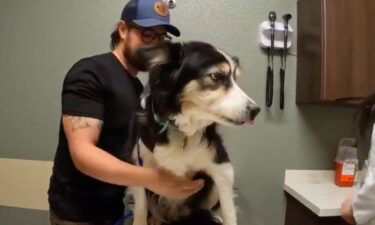 A border collie's journey has come full circle as she recently returned to Northern California for a check-up with a veterinarian. It's all part of a greater journey involving thousands of miles from Costa Rica to the Arctic Circle.