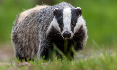 Dutch authorities are trying to build safer setts for badgers.