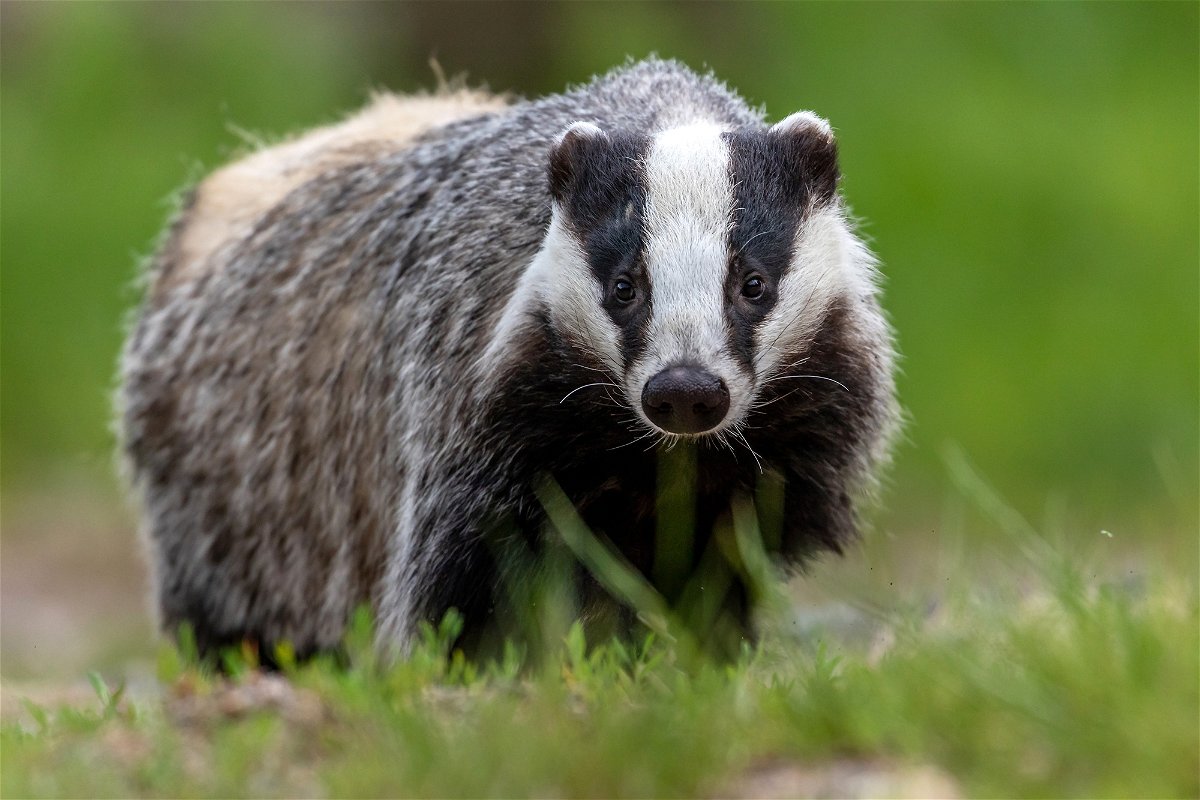 <i>Adobe Stock</i><br/>Dutch authorities are trying to build safer setts for badgers.