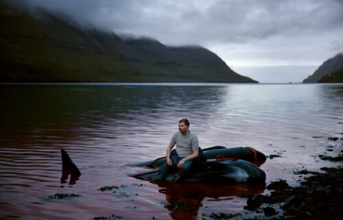 Faroe Islander Fróði rests on the carcass of a pilot whale after a "grindadráp