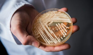 Clinical cases of Candida auris