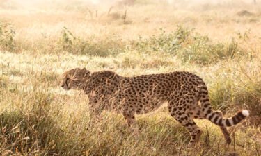 The deceased cheetah was part of an ambitious program aimed at bringing the big cats back to India