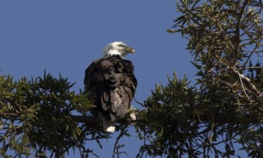 Two men in Nebraska have been cited after hunting and killing a bald eagle