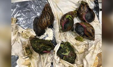 US Customs and Border Protection confiscated six giant African snails from the suitcase of a traveler at the Detroit Metropolitan Airport