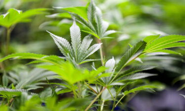 Oklahoma voters on Tuesday will decide whether to legalize recreational marijuana in a special election.