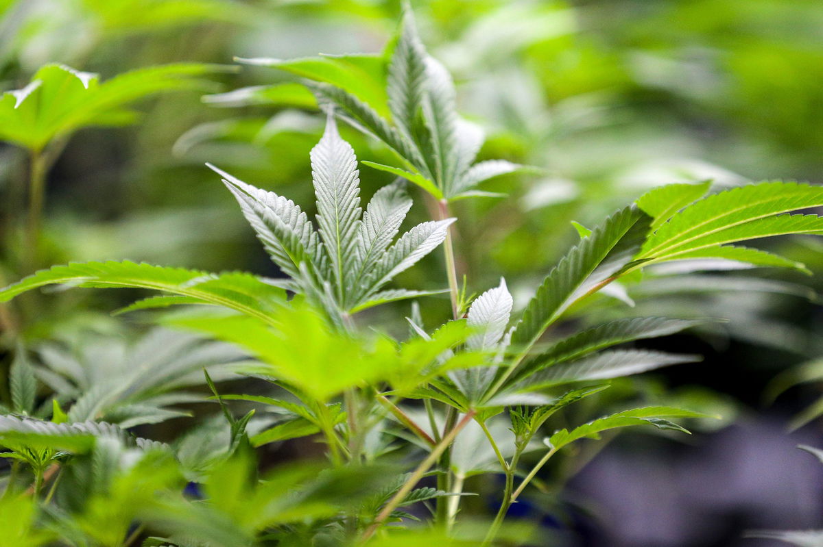 <i>Nathan J. Fish/The Oklahoman/USA Today Network</i><br/>Oklahoma voters on Tuesday will decide whether to legalize recreational marijuana in a special election.