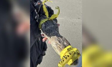 Police used caution tape to help secure the reptile.