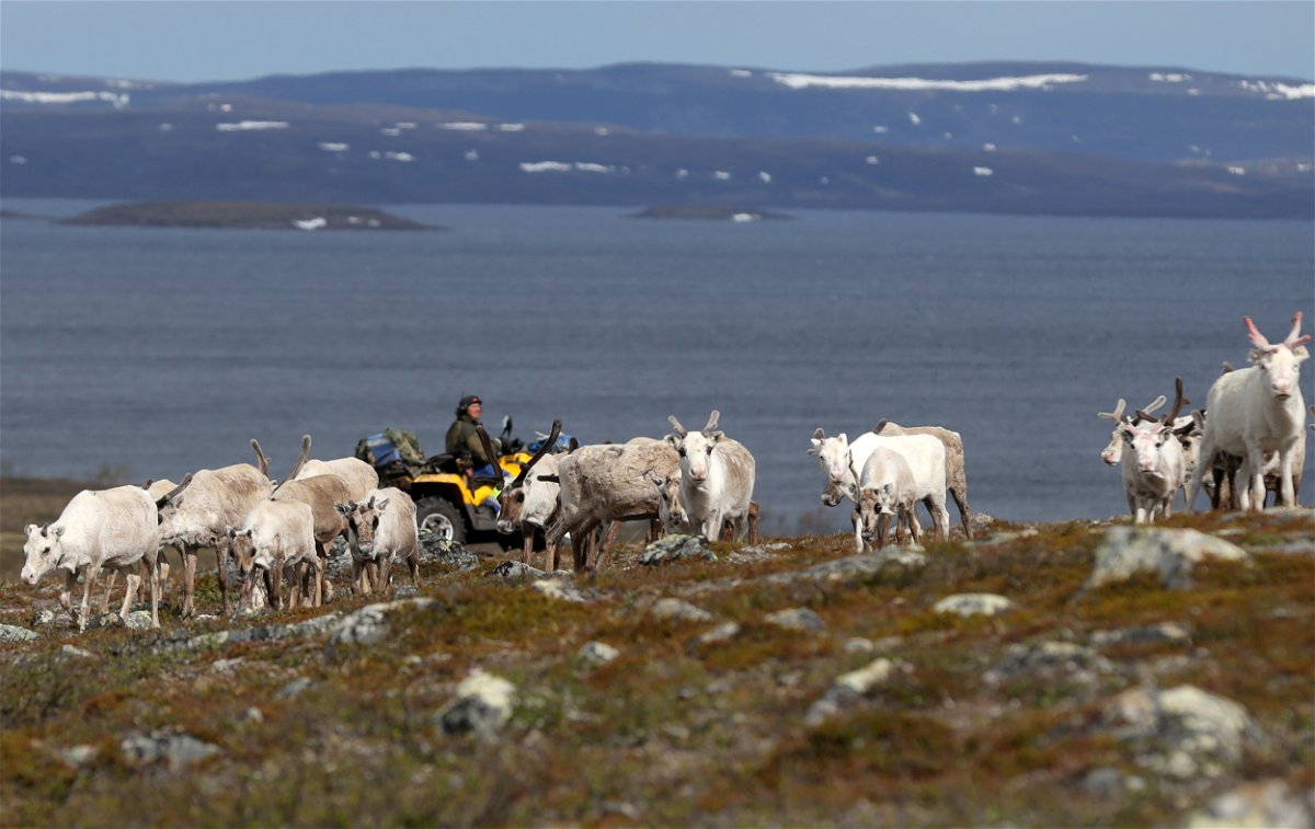 <i>Stoyan Nenov/Reuters/FILE</i><br/>Sámi reindeer herder Nils Mathis Sara follows a herd of reindeer on the Finnmark Plateau