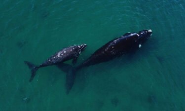 A southern right whale with its calf in the waters of the South Atlantic Ocean near Puerto Madryn