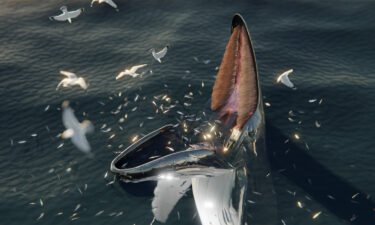 A digital reconstruction of a humpback whale trap feeding