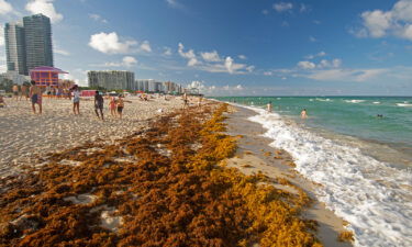 Rafts of brown seaweed