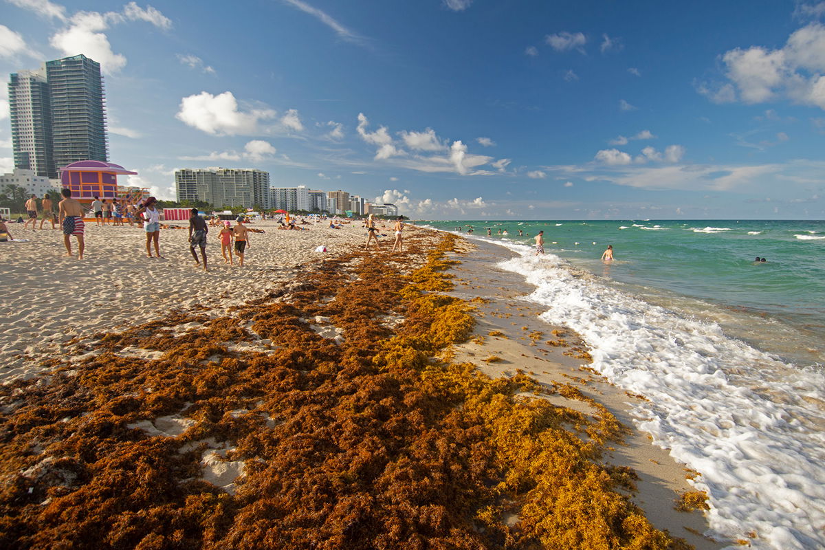 <i>Andre Seale/VW PICS/Universal Images Group/Getty Images</i><br/>Rafts of brown seaweed