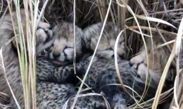The four cubs were born to rehabilitated cheetahs from Namibia at India's Kuno National Park wildlife sanctuary.