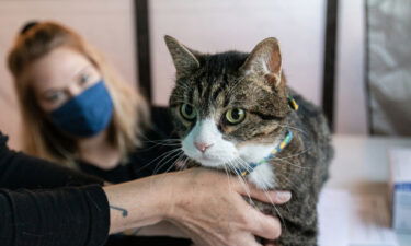 A cat is seen here participating in one of Animal Rescue League of Iowa's low-cost pet vaccine clinics that are held throughout the year.