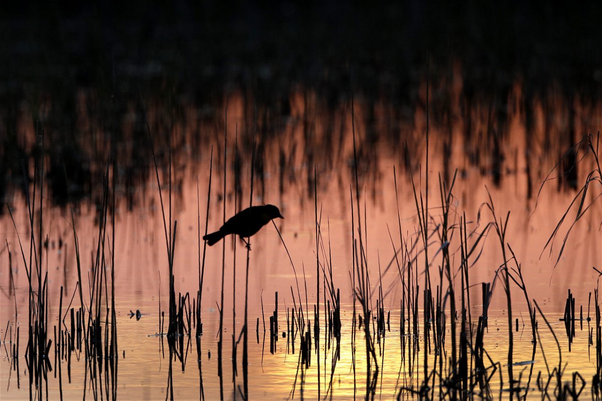 FILE - A Yellow-headed blackbird perches in a wetland on June 20, 2019, near Menoken, N.D. A federal judge on Wednesday, April 12, 2023, temporarily blocked a federal rule in 24 states that is intended to protect thousands of small streams, wetlands and other waterways throughout the nation.