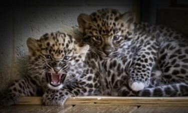 The Pittsburgh Zoo has welcomed two adorable -- and critically endangered -- Amur leopard cubs.