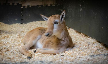 A five-day-old African bontebok calf is seen at the Oregon Zoo. He was born on April 1 to Winter