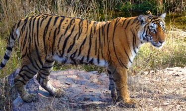 A tiger at the Ranthambore National Park in Rajasthan