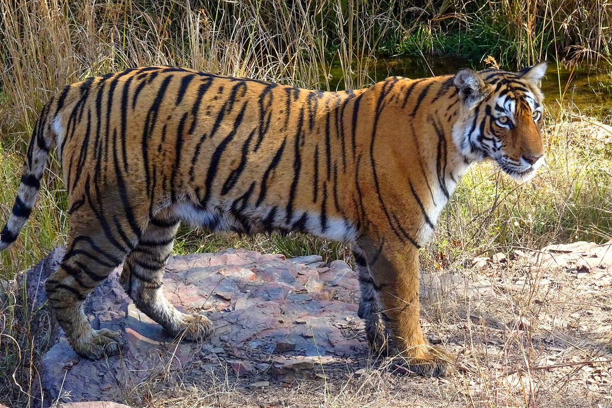 <i>Himanshu Sharma/NurPhoto/Getty Images/File</i><br/>A tiger at the Ranthambore National Park in Rajasthan