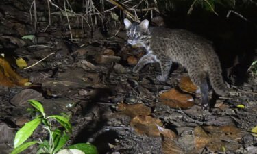 The Iriomote wild cat is a nationally protected species in Japan.