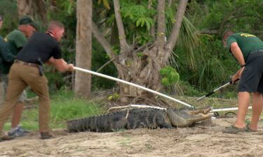 A team works to capture an alligator they believe attacked a man