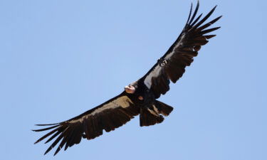The avian flu outbreak has set back California condor recovery efforts by at least a decade