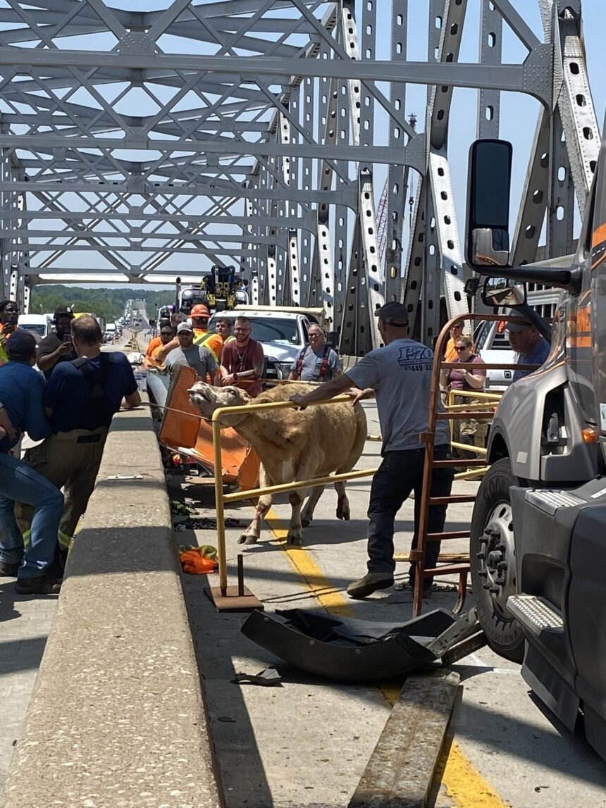 cattle on bridge