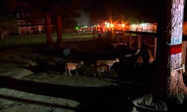 A fire started around 9:50 p.m. Sunday in the workshop area of the Metro Richmond Zoo and spread to the animal hospital.