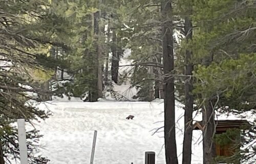Rare wolverine sightings in California have been verified by scientists