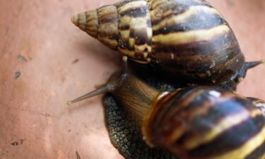 Some neighborhoods in Broward County in Florida are under quarantine on June 20 after sightings of invasive giant African land snails. Giant African land snails are seen here in September 2011