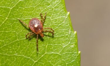 11 tick-borne illnesses and what to watch out for during your outdoor adventures