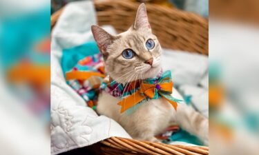 Cecily the cat models a turquoise and orange dress with a bow.