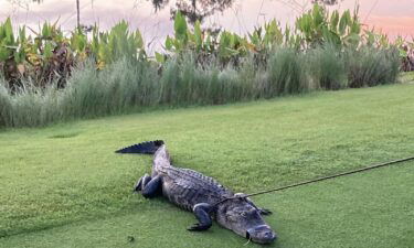 A nearly 7-foot alligator attacked a 79-year-old man in Naples